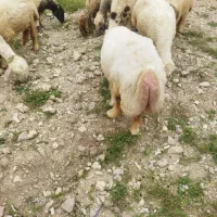 سی راس میش جفت یار ذات نمونه