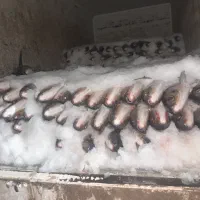 ماهی شیر دریایی بدون استخوان
