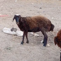 بره نر و ماده نژاد خوب|حیوانات مزرعه|کرج, چمن|دیوار