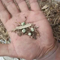 کاه نخود فرنگی برای دام