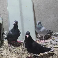 تعدادی شهری و پلاکی|پرنده|کازرون, |دیوار