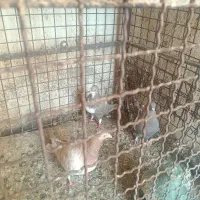 سه تا ماده خوب|پرنده|شیراز, بازار|دیوار