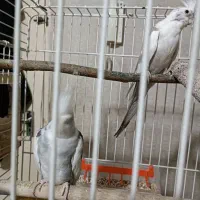 جفت عروس هلندی|پرنده|تهران, نازی‌آباد|دیوار