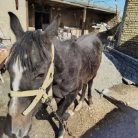 کر اسب|اسب و تجهیزات اسبسواری|شیروان (لرستان), |دیوار