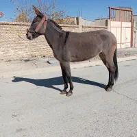 فروش ۸عدد قاطر|حیوانات مزرعه|لاران, |دیوار