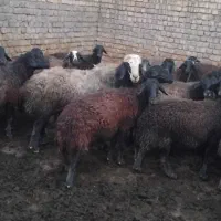 دو رس قوچ|حیوانات مزرعه|قمرود, |دیوار