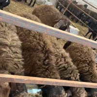 گوسفند نر قربانی|حیوانات مزرعه|خسروشاه, |دیوار