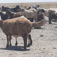 میش ابست بهمراه بره