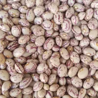 فروش لوبیاچیتی