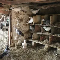 فروش کبوتر یک جا