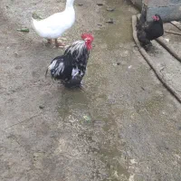 فروش خروس زینتی زیبا