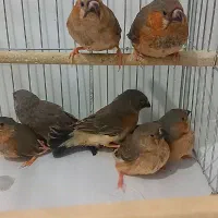 فنچ زبرا فول اورنج خالص هاف اورنج ماده تک موجوده|پرنده|پاکدشت, خاتون آباد|دیوار