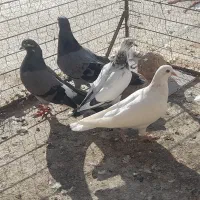 پرشی تهرانی