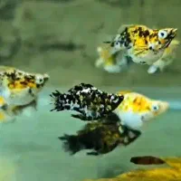 ماهی گوپی،مولی بالن،پلاتی بالن|ماهی|تهران, خانی آباد نو شمالی|دیوار