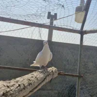 کفتر پرشی|پرنده|اردکان, |دیوار