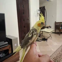 جفت عروس یکو نیم ساله با سه جوجه|پرنده|تهران, لویزان|دیوار