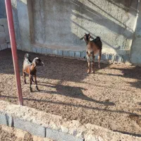 بز. کهره .میش