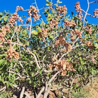 زمین-پسته-ای-لب-خیابان