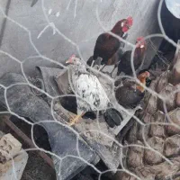 خروس و بوقلمو