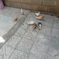 کفتر