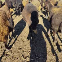 سیاه دم دراز بشرط دوقوزا سنگین آبستن سینه کرد|حیوانات مزرعه|گرگان, |دیوار