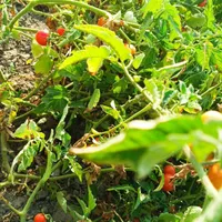 گوجه ریز عالی|گل و گیاه طبیعی|آق قلا, |دیوار