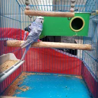 مرغ عشق پروانه ای بنفش