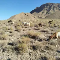 نر بز