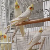 عروس هلندی|پرنده|تهران, سیزده آبان|دیوار