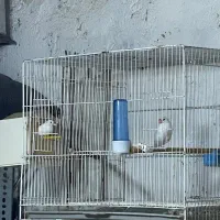 فنچ نرگسی درحال لونه گرم کردن