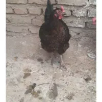 مرغ محلی دوتا جوجه لاری شاملو ۲۰ روزه قناری شیرازی