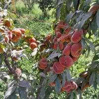 نهال میوه های تابستانی موجود در نهالستان غرب|خدمات باغبانی و درختکاری|ماسال, |دیوار