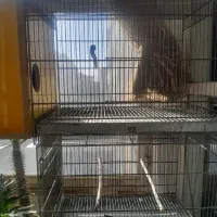 قفس ۸ خوان با لونه