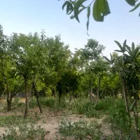 باغ شهری روستای جونجان مرودشت|فروش زمین و ملک کلنگی|مرودشت, ده بید|دیوار