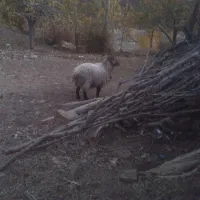 یک بره افشار نر به فروش میرسد