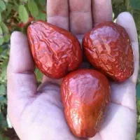عناب سنجدانار زیتون مرکبات جنوب نهال درخت نهالستان
