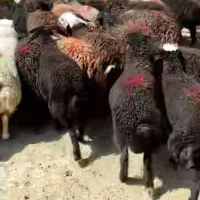 گوسفنده زنده