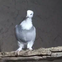 کفتر کاکلی ماده|پرنده|شاهرود, |دیوار