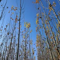 نهال کبوده 2 ساله صنوبر قلمه