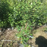 فوجی و گوآوا|خدمات باغبانی و درختکاری|آستارا, |دیوار