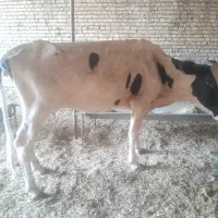 گاو افتاده برا قصابی