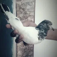 کبوتر|پرنده|مسجد سلیمان, |دیوار