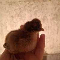 جوجه ۹ روزه محلی عمده و خرده