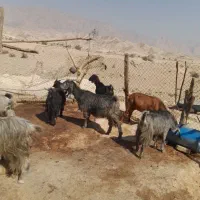 حیوان|حیوانات مزرعه|دوگنبدان, |دیوار