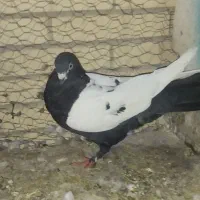 کفتر سینه ای ماده