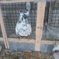 ۵عدد کفتر پرشی|پرنده|اسلام‌شهر, صادقیه|دیوار