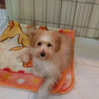 فروش سگ ماده لوسی