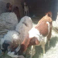 غوچ نر ویک گوسفند نر