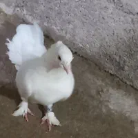 دم چتری لیکک
