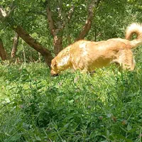 سگ نر گله ای